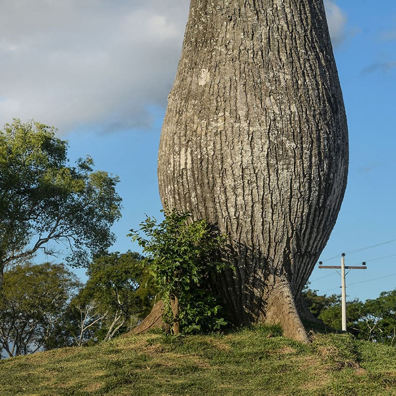 norte verde